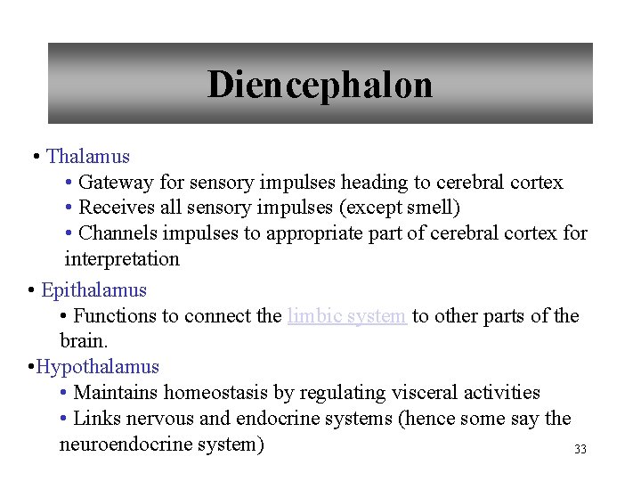 Diencephalon • Thalamus • Gateway for sensory impulses heading to cerebral cortex • Receives