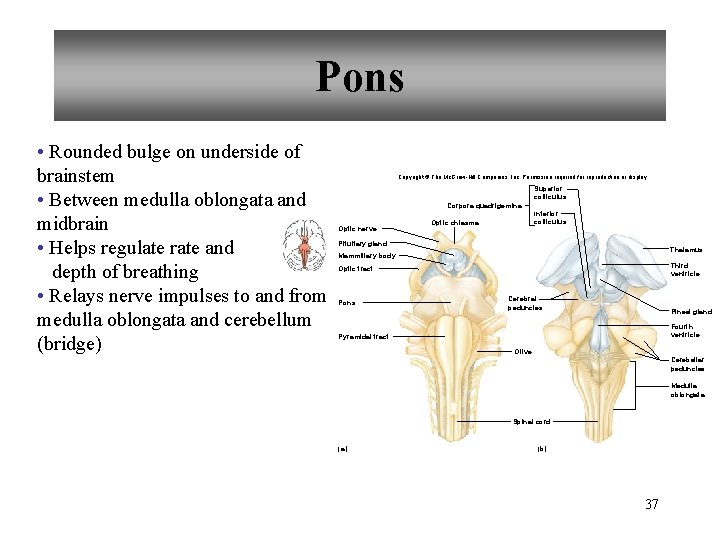 Pons • Rounded bulge on underside of brainstem • Between medulla oblongata and midbrain