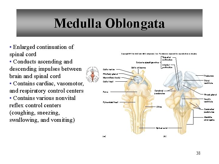 Medulla Oblongata • Enlarged continuation of spinal cord • Conducts ascending and descending impulses