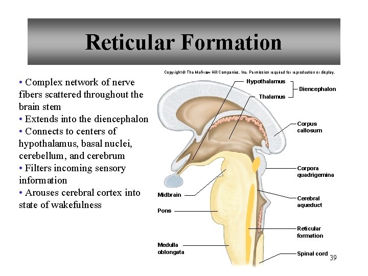 Reticular Formation Copyright © The Mc. Graw-Hill Companies, Inc. Permission required for reproduction or
