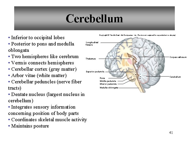Cerebellum • Inferior to occipital lobes • Posterior to pons and medulla oblongata •