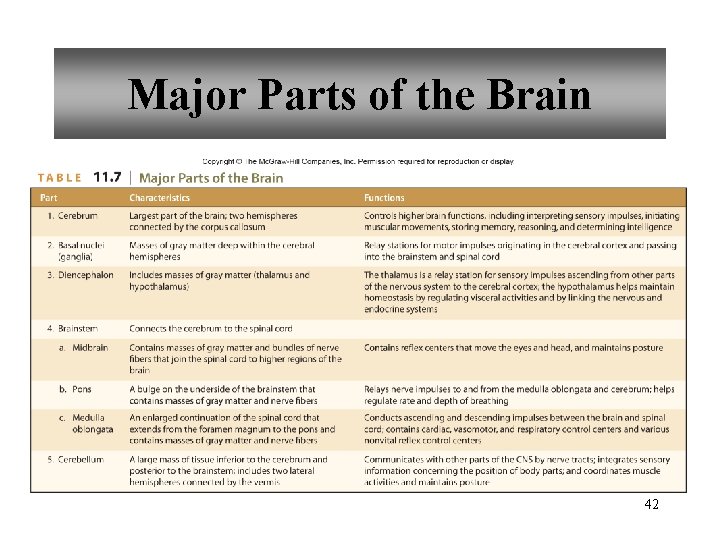 Major Parts of the Brain 42 