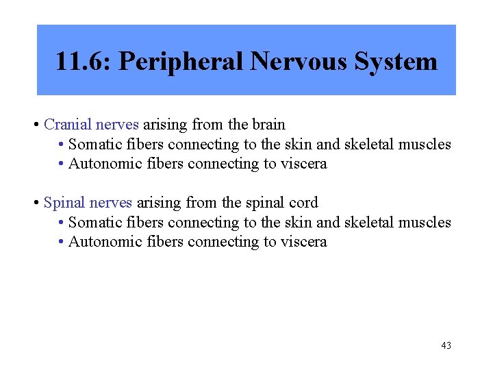 11. 6: Peripheral Nervous System • Cranial nerves arising from the brain • Somatic