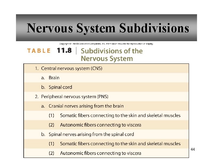 Nervous System Subdivisions 44 