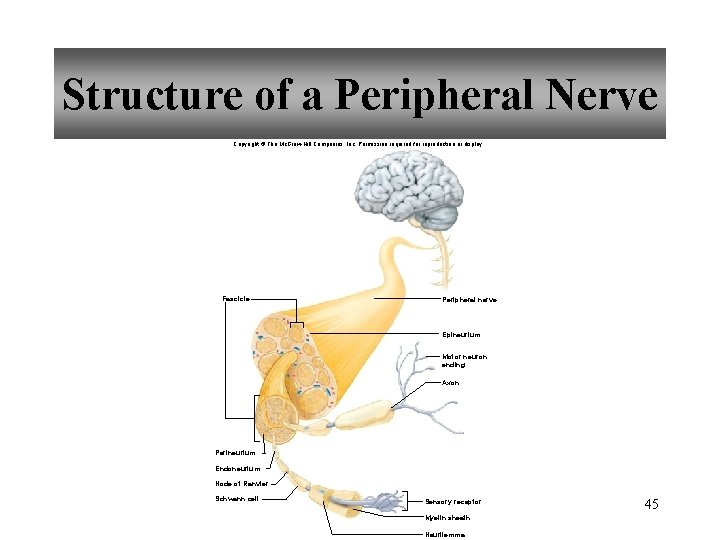 Structure of a Peripheral Nerve Copyright © The Mc. Graw-Hill Companies, Inc. Permission required