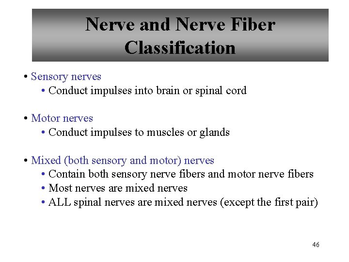 Nerve and Nerve Fiber Classification • Sensory nerves • Conduct impulses into brain or