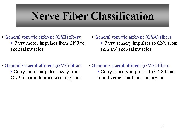 Nerve Fiber Classification • General somatic efferent (GSE) fibers • Carry motor impulses from