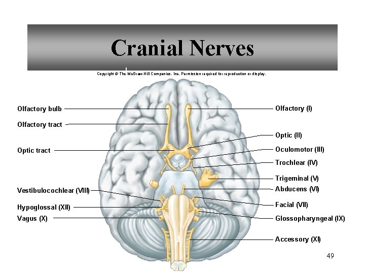 Cranial Nerves Copyright © The Mc. Graw-Hill Companies, Inc. Permission required for reproduction or