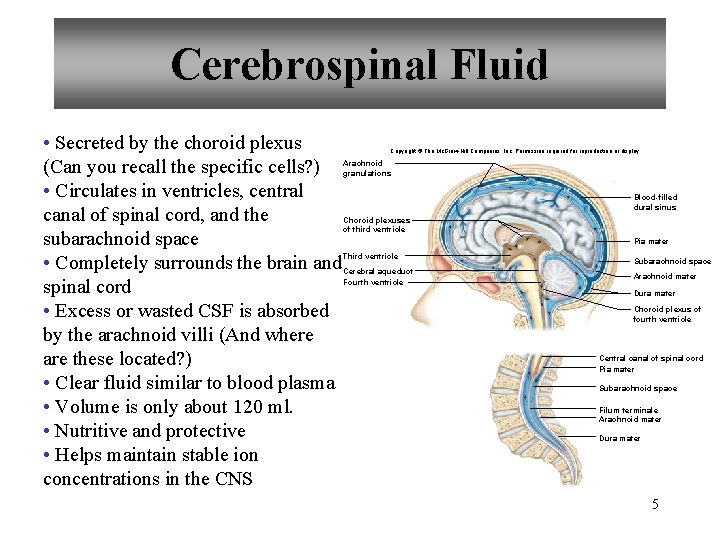 Cerebrospinal Fluid • Secreted by the choroid plexus (Can you recall the specific cells?
