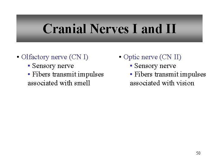 Cranial Nerves I and II • Olfactory nerve (CN I) • Sensory nerve •