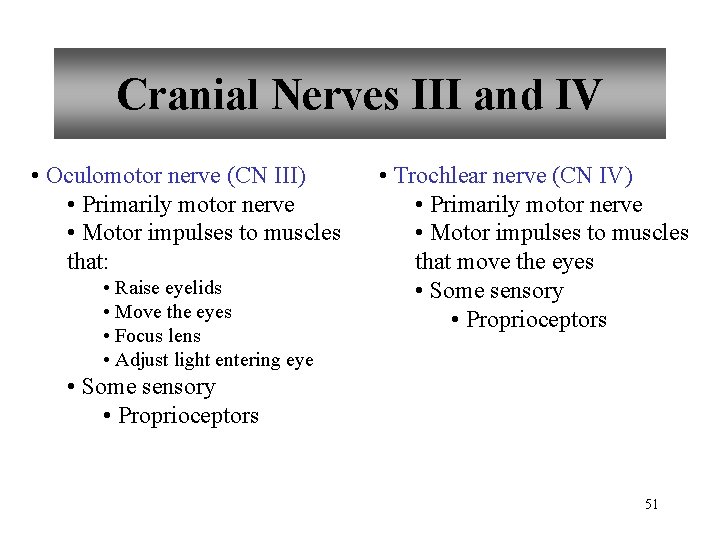 Cranial Nerves III and IV • Oculomotor nerve (CN III) • Primarily motor nerve