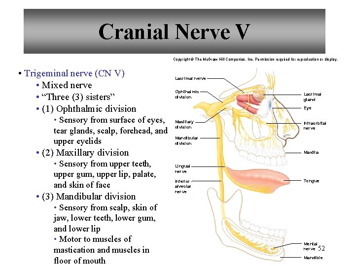 Cranial Nerve V Copyright © The Mc. Graw-Hill Companies, Inc. Permission required for reproduction