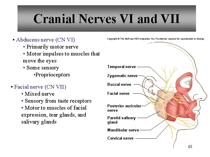 Cranial Nerves VI and VII • Abducens nerve (CN VI) • Primarily motor nerve