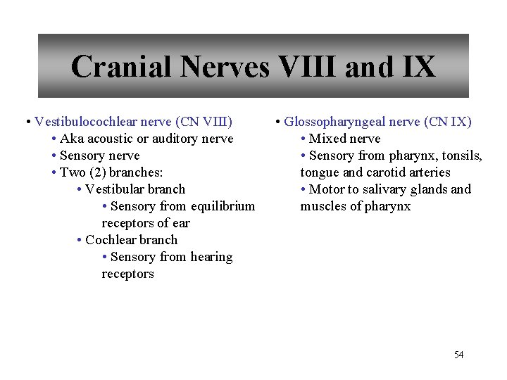 Cranial Nerves VIII and IX • Vestibulocochlear nerve (CN VIII) • Aka acoustic or