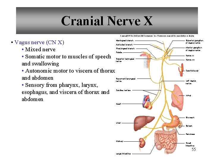 Cranial Nerve X Copyright © The Mc. Graw-Hill Companies, Inc. Permission required for reproduction