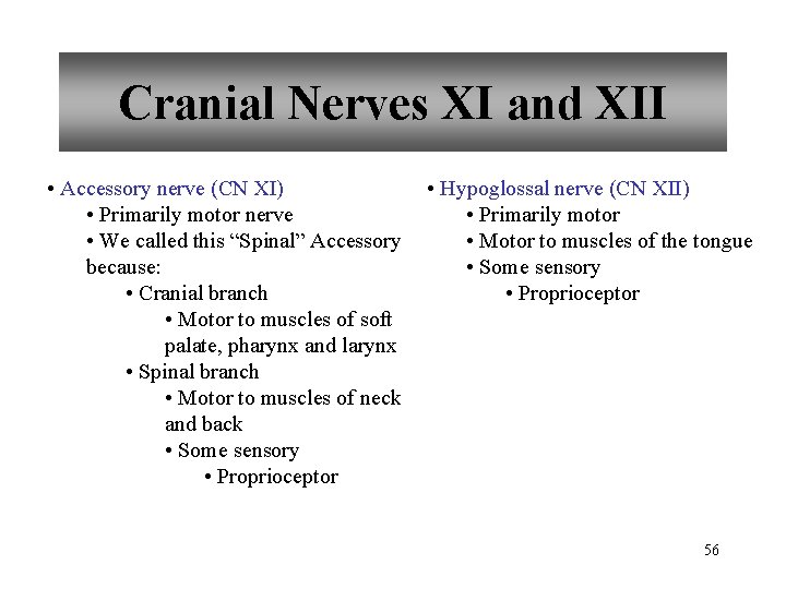 Cranial Nerves XI and XII • Accessory nerve (CN XI) • Primarily motor nerve