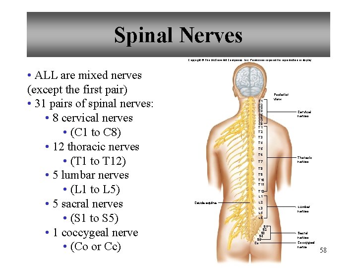 Spinal Nerves Copyright © The Mc. Graw-Hill Companies, Inc. Permission required for reproduction or