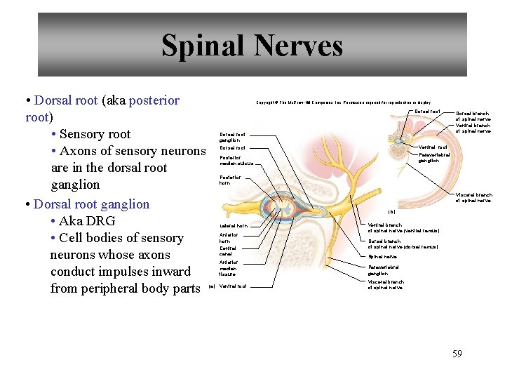 Spinal Nerves • Dorsal root (aka posterior root) • Sensory root • Axons of