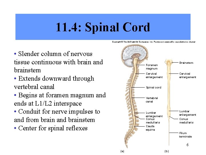 11. 4: Spinal Cord Copyright © The Mc. Graw-Hill Companies, Inc. Permission required for