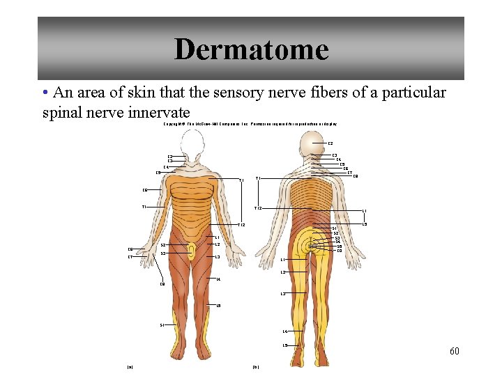 Dermatome • An area of skin that the sensory nerve fibers of a particular