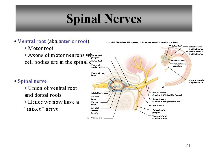 Spinal Nerves • Ventral root (aka anterior root) • Motor root • Axons of
