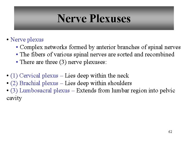 Nerve Plexuses • Nerve plexus • Complex networks formed by anterior branches of spinal