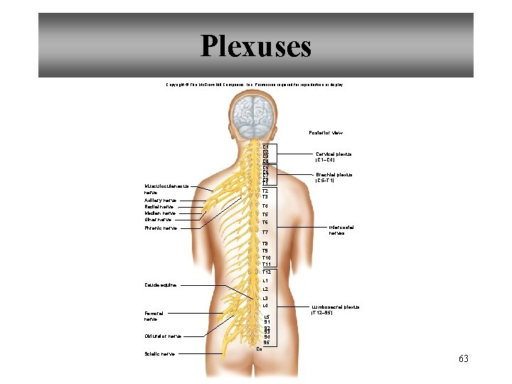 Plexuses Copyright © The Mc. Graw-Hill Companies, Inc. Permission required for reproduction or display.