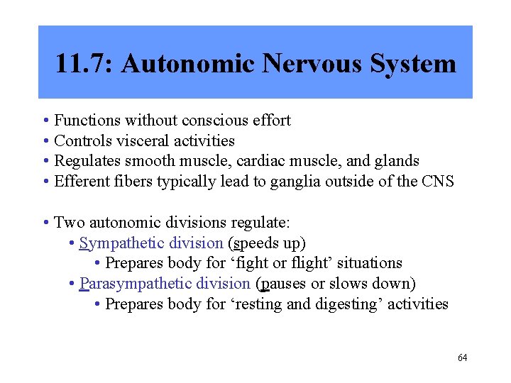 11. 7: Autonomic Nervous System • Functions without conscious effort • Controls visceral activities