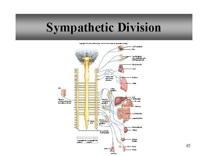 Sympathetic Division Copyright © The Mc. Graw-Hill Companies, Inc. Permission required for reproduction or
