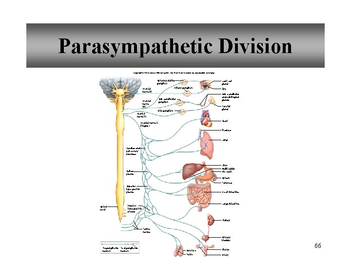 Parasympathetic Division Copyright © The Mc. Graw-Hill Companies, Inc. Permission required for reproduction or