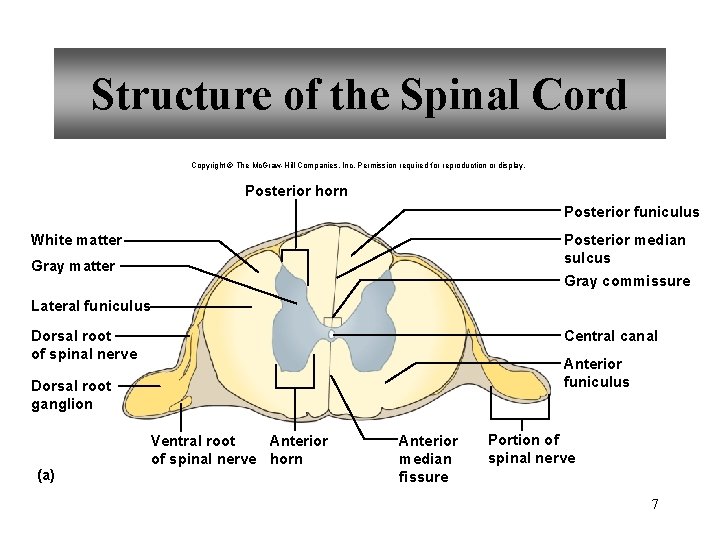 Structure of the Spinal Cord Copyright © The Mc. Graw-Hill Companies, Inc. Permission required