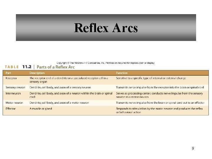 Reflex Arcs 9 