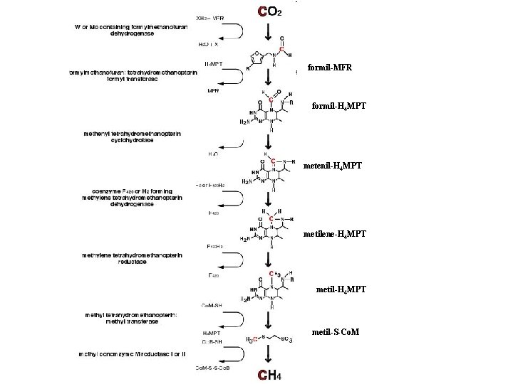 formil-MFR formil-H 4 MPT metenil-H 4 MPT metilene-H 4 MPT metil-S-Co. M formil-MFR formil-H 4 MPT metenil-H 4 MPT metilene-H 4 MPT metil-S-Co. M