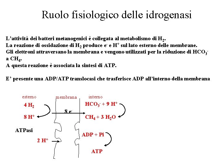 Ruolo fisiologico delle idrogenasi L’attività dei batteri metanogenici è collegata al metabolismo di H Ruolo fisiologico delle idrogenasi L’attività dei batteri metanogenici è collegata al metabolismo di H
