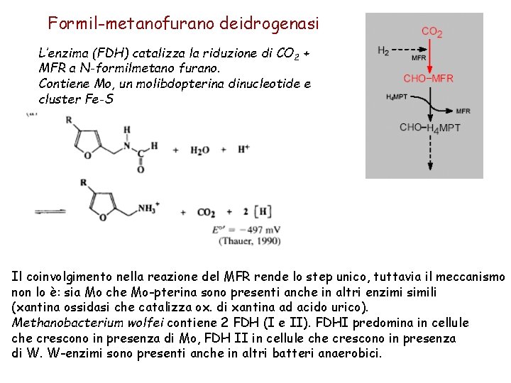 Formil-metanofurano deidrogenasi L’enzima (FDH) catalizza la riduzione di CO 2 + MFR a N-formilmetano Formil-metanofurano deidrogenasi L’enzima (FDH) catalizza la riduzione di CO 2 + MFR a N-formilmetano
