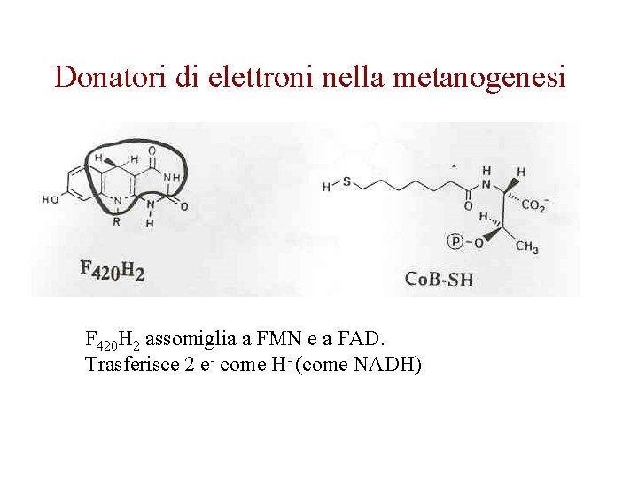 Donatori di elettroni nella metanogenesi F 420 H 2 assomiglia a FMN e a Donatori di elettroni nella metanogenesi F 420 H 2 assomiglia a FMN e a