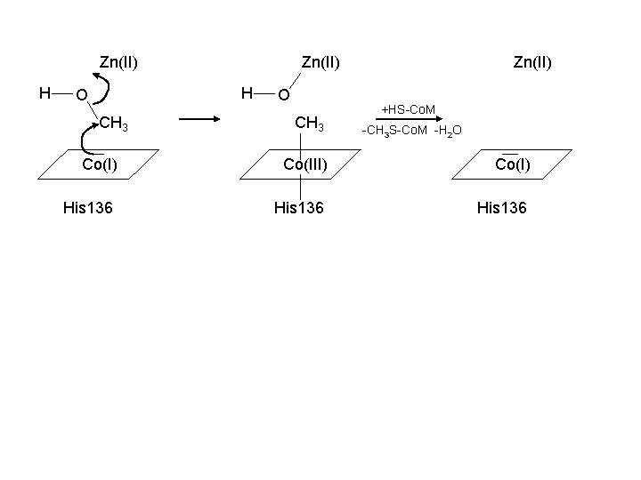 Zn(II) H O CH 3 Zn(II) +HS-Co. M -CH 3 S-Co. M -H 2 Zn(II) H O CH 3 Zn(II) +HS-Co. M -CH 3 S-Co. M -H 2