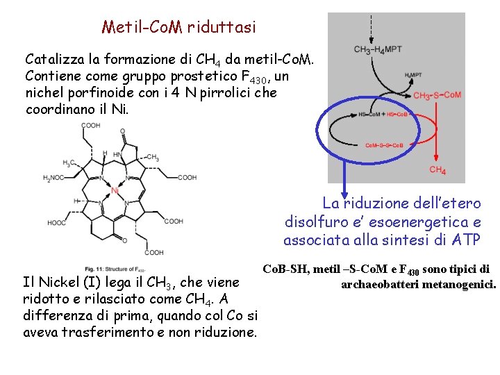 Metil-Co. M riduttasi Catalizza la formazione di CH 4 da metil-Co. M. Contiene come Metil-Co. M riduttasi Catalizza la formazione di CH 4 da metil-Co. M. Contiene come