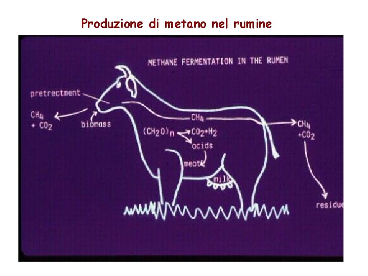 Produzione di metano nel rumine Produzione di metano nel rumine
