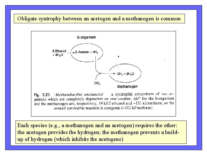 Obligate syntrophy between an acetogen and a methanogen is common Each species (e. g. Obligate syntrophy between an acetogen and a methanogen is common Each species (e. g.
