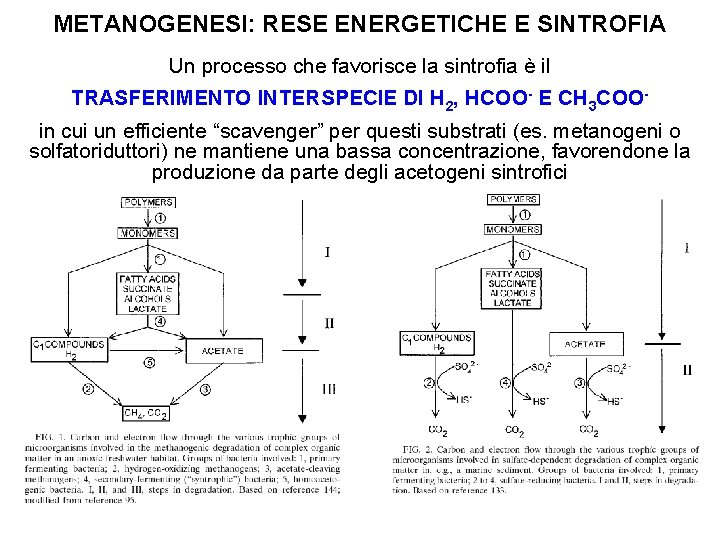 METANOGENESI: RESE ENERGETICHE E SINTROFIA Un processo che favorisce la sintrofia è il TRASFERIMENTO METANOGENESI: RESE ENERGETICHE E SINTROFIA Un processo che favorisce la sintrofia è il TRASFERIMENTO