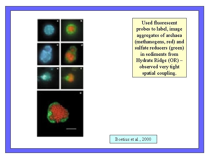 Used fluorescent probes to label, image aggregates of archaea (methanogens, red) and sulfate reducers Used fluorescent probes to label, image aggregates of archaea (methanogens, red) and sulfate reducers