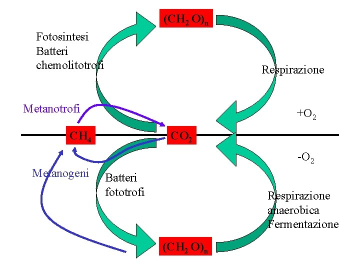 (CH 2 O)n Fotosintesi Batteri chemolitotrofi Respirazione Metanotrofi +O 2 CH 4 CO 2 (CH 2 O)n Fotosintesi Batteri chemolitotrofi Respirazione Metanotrofi +O 2 CH 4 CO 2