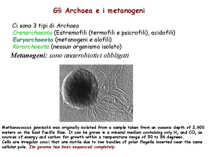Gli Archaea e i metanogeni Ci sono 3 tipi di Archaea Crenarchaeota (Estremofili (termofili Gli Archaea e i metanogeni Ci sono 3 tipi di Archaea Crenarchaeota (Estremofili (termofili