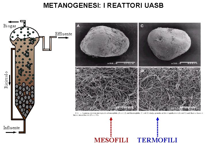 METANOGENESI: I REATTORI UASB Biogas Ricircolo Effluente Influente MESOFILI TERMOFILI METANOGENESI: I REATTORI UASB Biogas Ricircolo Effluente Influente MESOFILI TERMOFILI