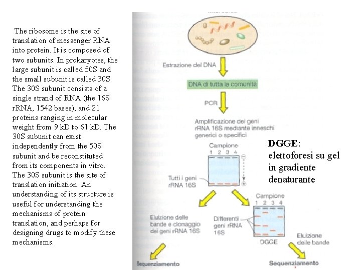 The ribosome is the site of translation of messenger RNA into protein. It The ribosome is the site of translation of messenger RNA into protein. It