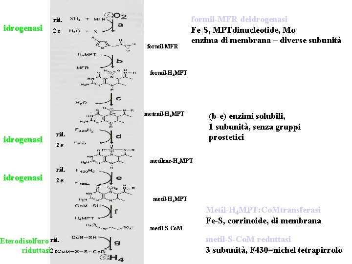 idrogenasi rid. 2 eformil-MFR deidrogenasi Fe-S, MPTdinucleotide, Mo enzima di membrana – diverse subunità idrogenasi rid. 2 eformil-MFR deidrogenasi Fe-S, MPTdinucleotide, Mo enzima di membrana – diverse subunità