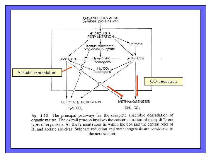 Acetate fermentation CO 2 reduction Acetate fermentation CO 2 reduction