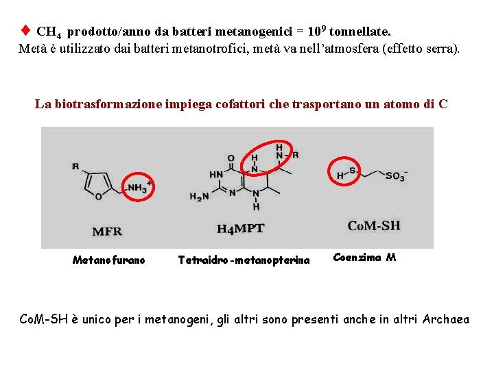 CH 4 prodotto/anno da batteri metanogenici = 109 tonnellate. Metà è utilizzato dai CH 4 prodotto/anno da batteri metanogenici = 109 tonnellate. Metà è utilizzato dai