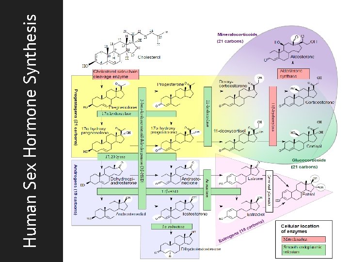 Human Sex Hormone Synthesis 